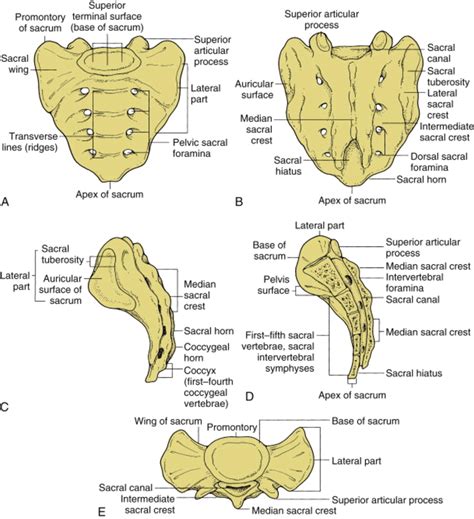 sacrum and sacral osteopathy diagram